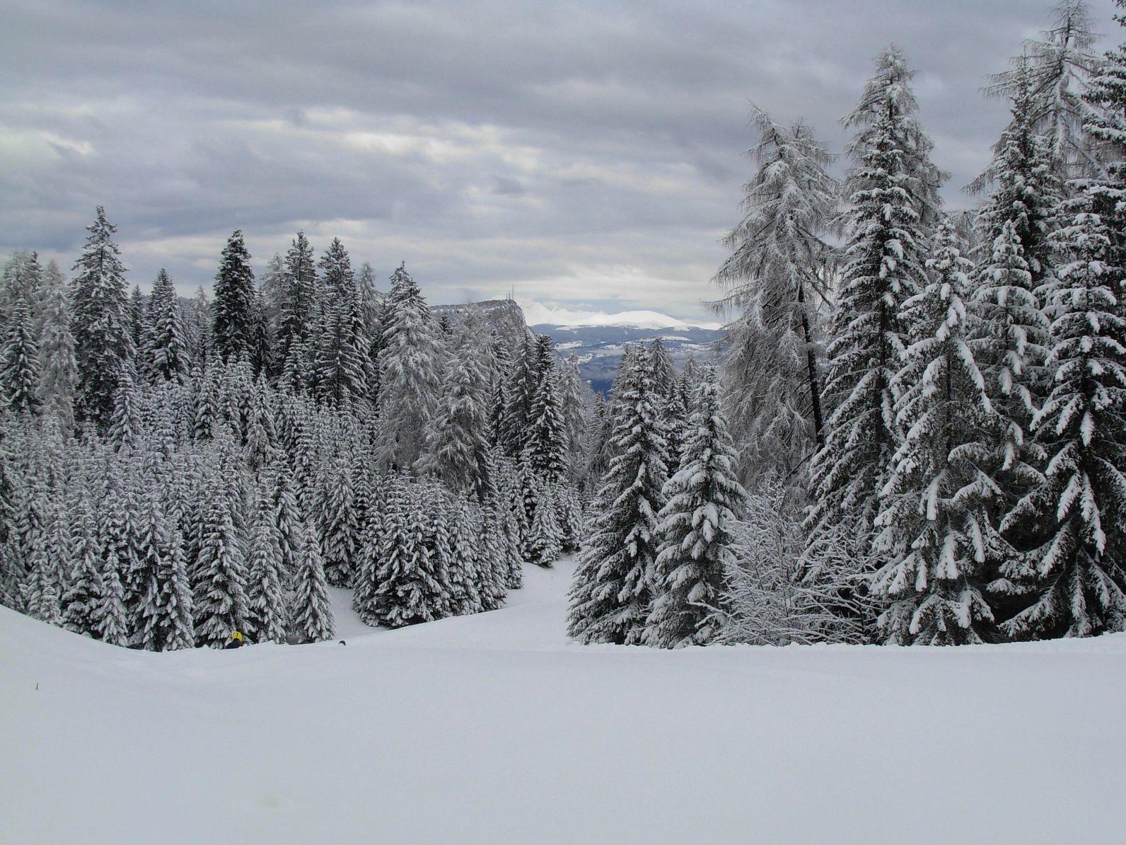 Snow-covered trees and a snowy path in a forested landscape.